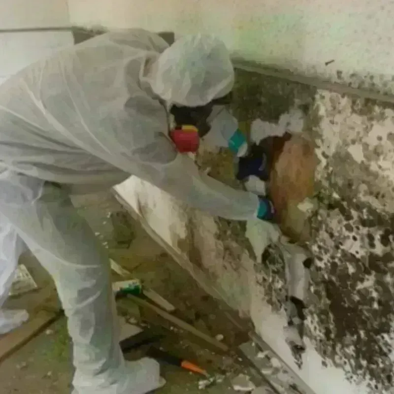 Mold Remediation and Removal in Oakville, CT